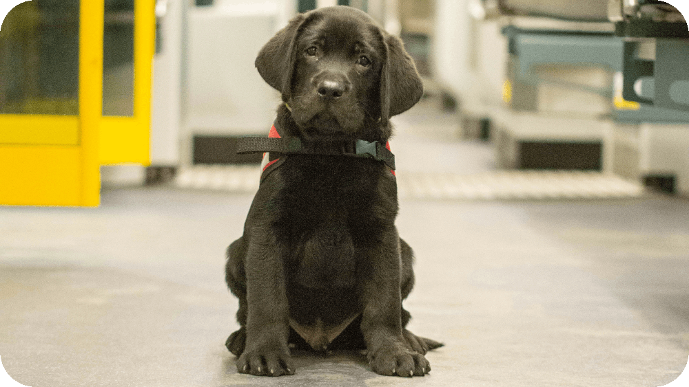 Lex – przyszły pies przewodnik