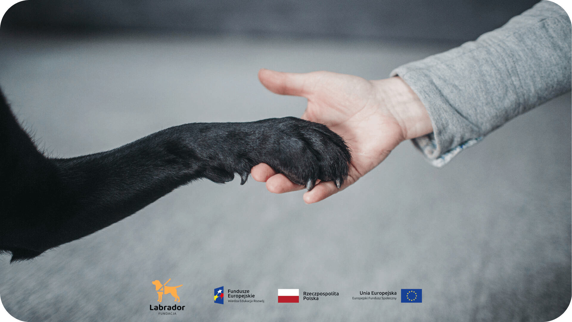 Pies asystujący mile widziany