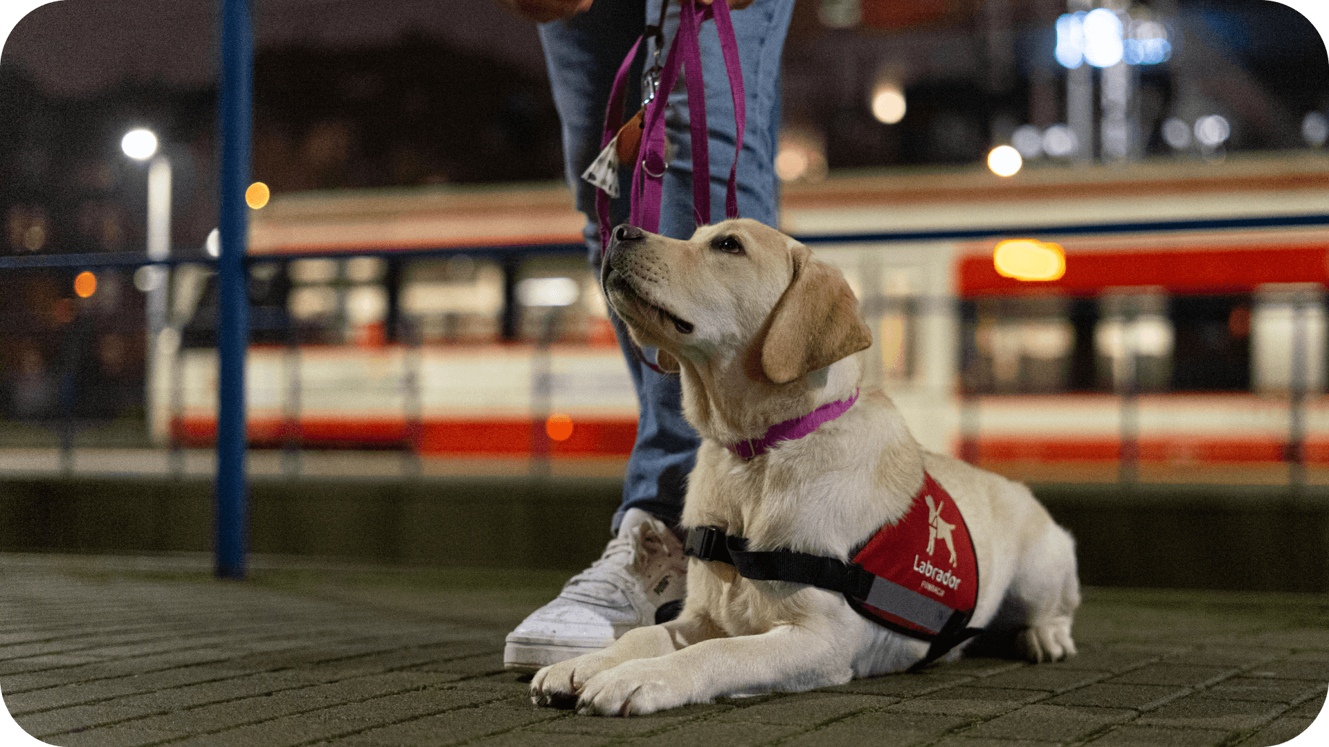 Wychowaj z nami psa przewodnika!
