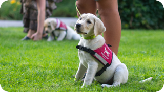 Zostań wolontariuszem