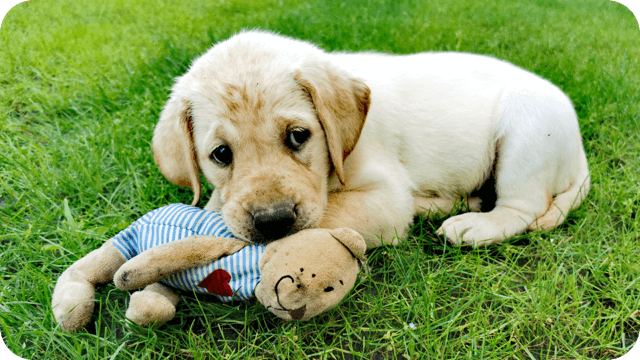 [Wolontariat] Marta i Fire