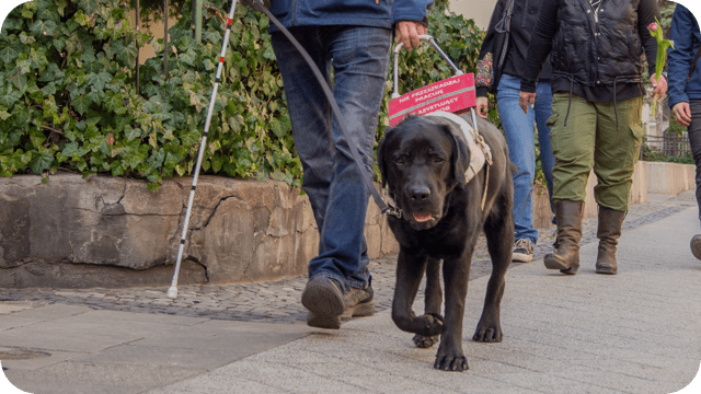 Labrador dla Niepełnosprawnego 2024-2027