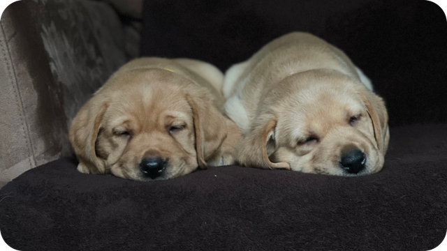 Twój labrador w kalendarzu 2026?