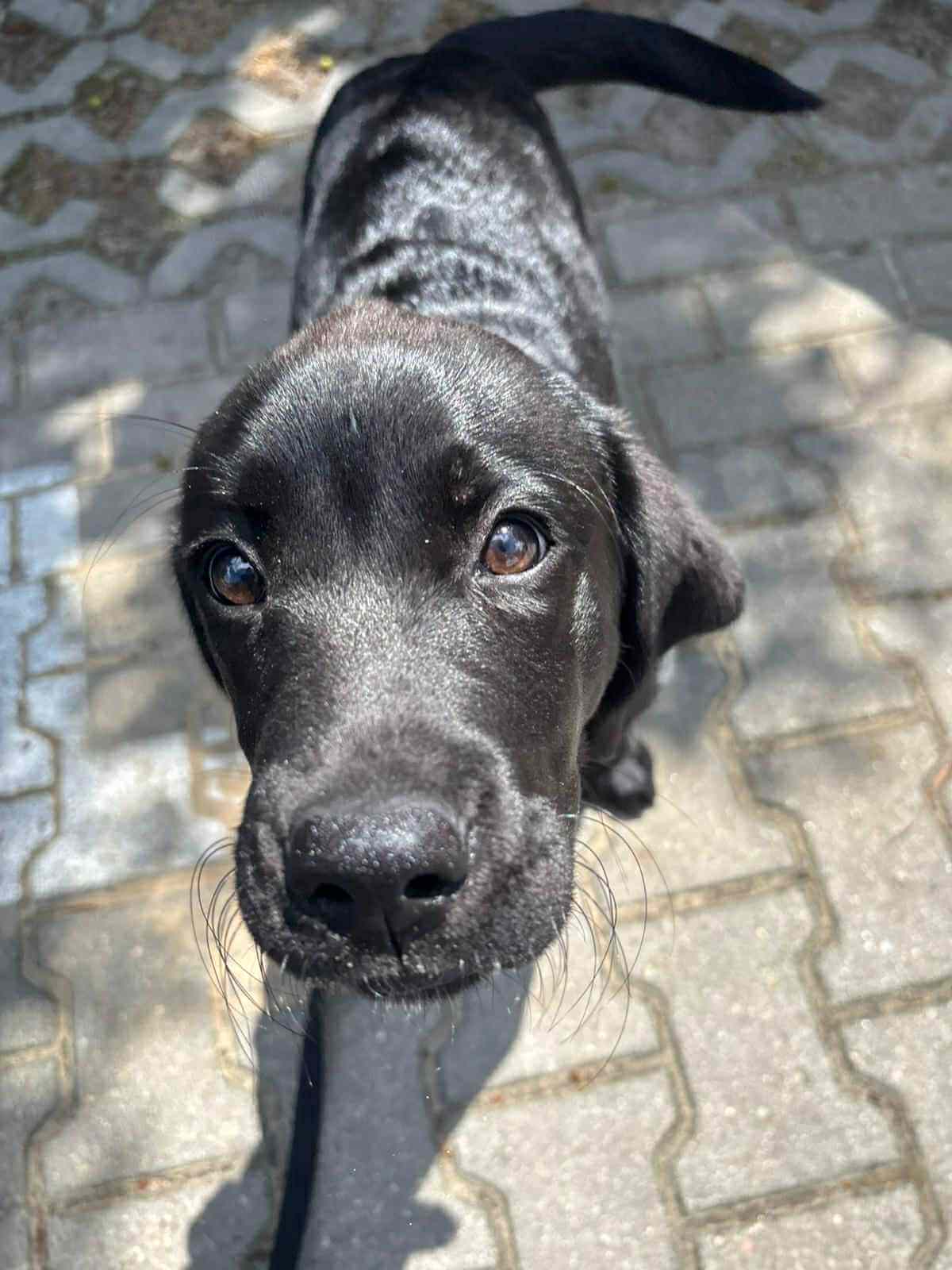 Zbliżenie na pysk czarnego labradora stojącego na kostce brukowej i&nbsp;patrzącego w&nbsp;górę.