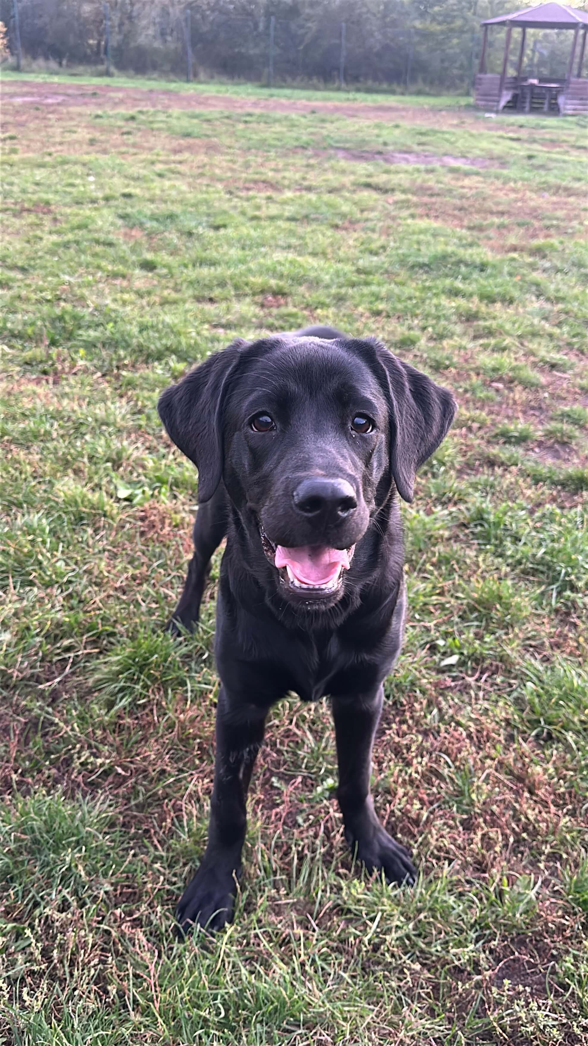 Czarny szczeniak labradora stoi na trawie i&nbsp;patrzy w&nbsp;obiektyw, w&nbsp;tle otwarta przestrzeń i&nbsp;drzewa.