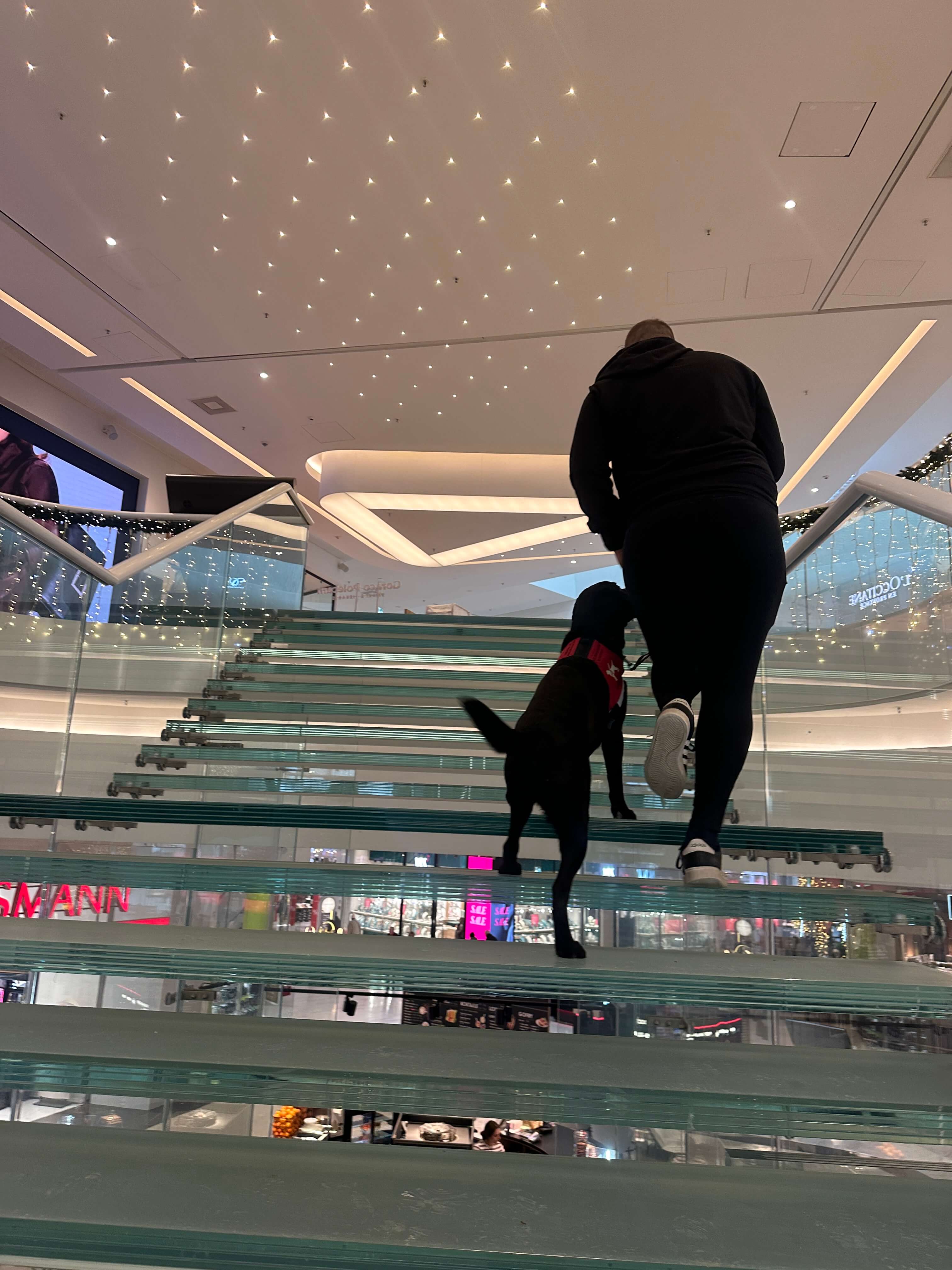 Osoba wchodzi po szklanych schodach w&nbsp;centrum handlowym, obok niej czarny labrador w&nbsp;czerwonej kamizelce asystującej.