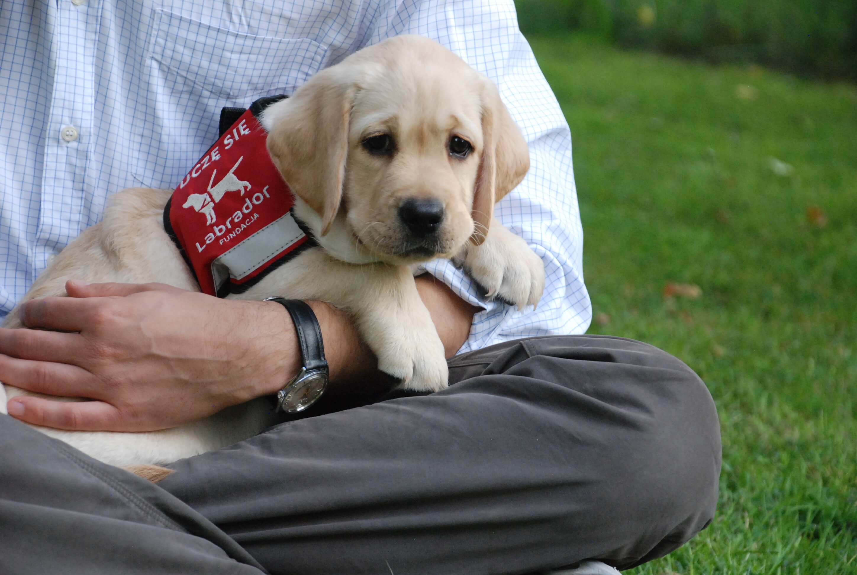 Na zdjęciu widać młodego szczeniaka labradora, który leży spokojnie w&nbsp;ramionach siedzącej osoby. Pies ma jasną, kremową sierść i&nbsp;uważne, spokojne spojrzenie. Na jego grzbiecie znajduje się czerwona kamizelka Fundacji Labrador z&nbsp;napisem „Uczę się”, która oznacza, że jest w&nbsp;trakcie szkolenia.