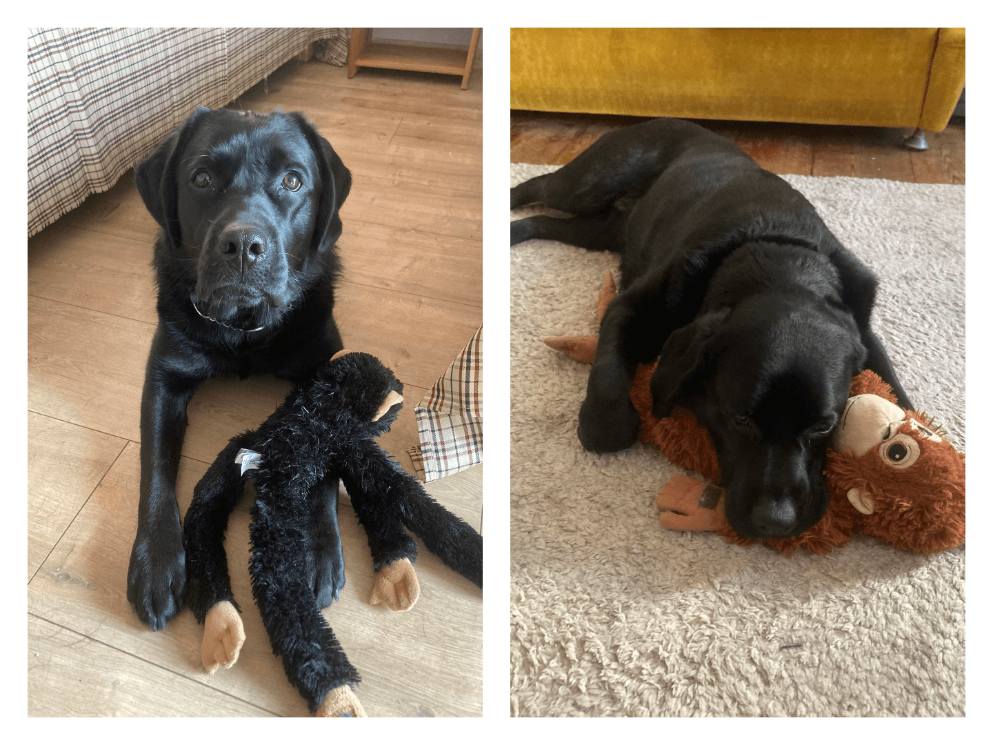 Czarny labrador leży na podłodze w&nbsp;domu ze swoimi ulubionymi pluszowymi zabawkami. Na pierwszym zdjęciu patrzy prosto w&nbsp;obiektyw z&nbsp;pluszową małpką między łapami, a&nbsp;na drugim odpoczywa, przytulając zabawkę. Zdjęcia pokazują spokojny moment zabawy i&nbsp;relaksu psa.