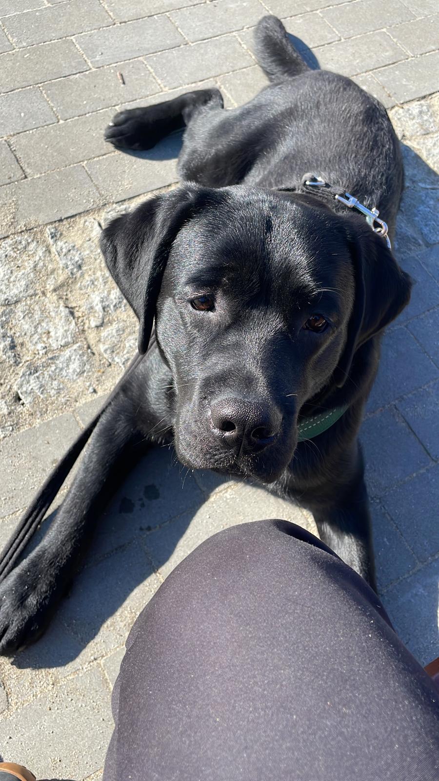 Czarny labrador leży na brukowanym chodniku w&nbsp;pełnym słońcu i&nbsp;opiera głowę o&nbsp;nogę swojego opiekuna. Pies spokojnie patrzy w&nbsp;obiektyw, a&nbsp;jego smycz i&nbsp;obroża są przypięte podczas odpoczynku na zewnątrz. Zdjęcie przedstawia chwilę wyciszenia psa asystującego oraz budowanie bliskiej relacji i&nbsp;poczucia bezpieczeństwa z&nbsp;przewodnikiem.