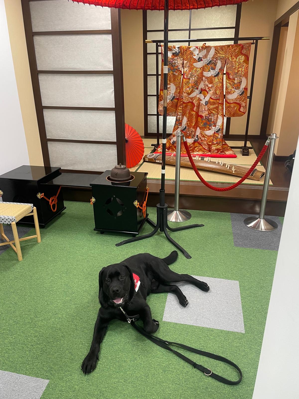 Czarny labrador w&nbsp;czerwonej kamizelce Fundacji Labrador leży spokojnie na podłodze w&nbsp;sali z&nbsp;ekspozycją japońskich przedmiotów, gdzie widoczne są kimono, parasole oraz tradycyjne instrumenty. Pies odpoczywa przy nodze przewodnika, zachowując spokój w&nbsp;nowym otoczeniu. Zdjęcie pokazuje trening zachowania psa asystującego w&nbsp;przestrzeni publicznej oraz naukę spokojnego oczekiwania mimo licznych bodźców.